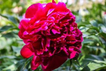 Red peony in a summer garden.Paeoniaceae family.