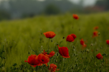 Mohn