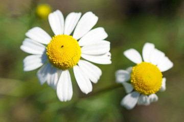 Fototapeta premium Chamomile in a sunny garden for healthy teas