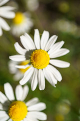 Fototapeta premium Chamomile in a sunny garden for healthy teas