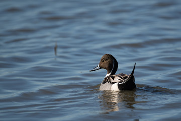 Northern Pintail swimming away