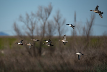 flying flock of mixed ducks