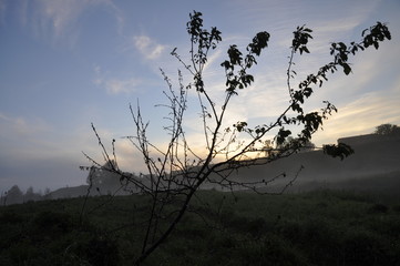 Fototapeta premium паутина