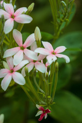 Quisqualis indica also known as the Chinese honeysuckle, Rangoon Creeper, and Combretum indicum