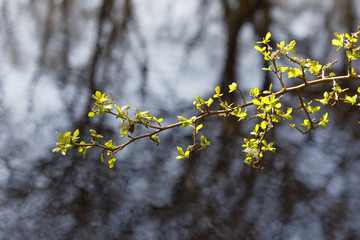 Branch of a tree in front of the water surface on the island Oeland in Sweden