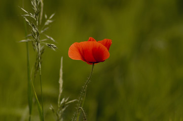 Mohn