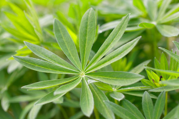Obraz premium Closeup of Lupine flower (latin: lupinus) on the island Oeland in Sweden