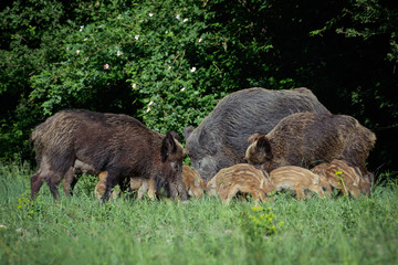 Wild boar family