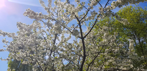 White cherry blossoms close-up on a tree branch. Springtime. Outside the house.