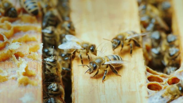 Bees work inside the hive