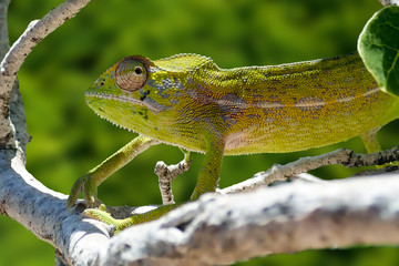 Common Chameleon (Chamaeleo chamaeleon), The common chameleon Madagascar
