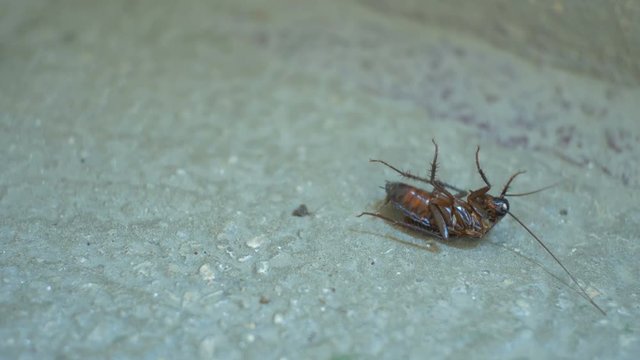 A cockroach is agonizing after been toxic sprayed on the floor.