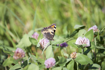 The butterfly collects nectar from the clover in the meadow. Flowers and grass sway in the warm summer wind.