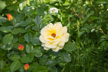 beautiful yellow rose