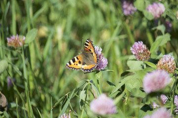 The butterfly collects nectar from the clover in the meadow. Flowers and grass sway in the warm summer wind.