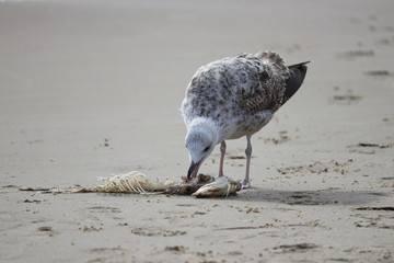 einjährige Silbermöwe frisst Reste eines Fisches an der Ostsee