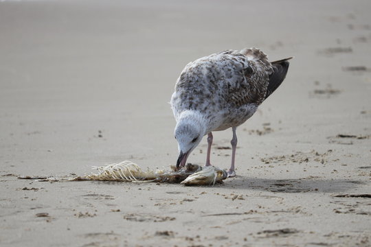 einj&auml;hrige Silberm&ouml;we frisst Reste eines Fisches an der Ostsee