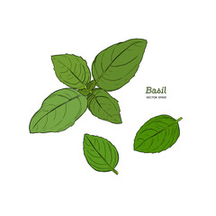 realistic sketch illustration of green basil, vector illustration