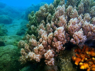 Naklejka na ściany i meble Soft coral