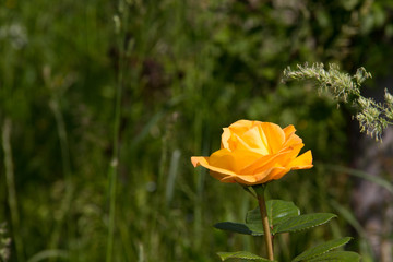 beautiful yellow rose