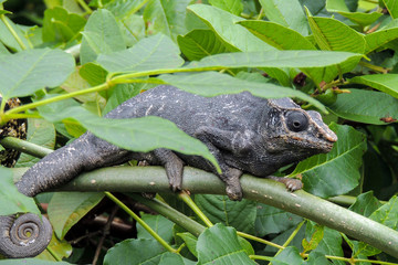 Panther Chameleon (lat. Furcifer pardalis),wild nature, Madagascar