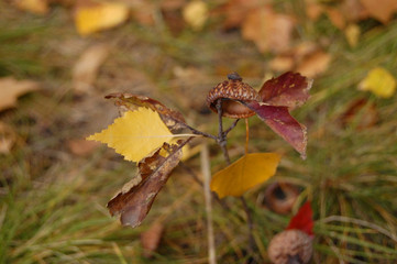 acorn hat on dry and yellow leaves closeup on grass in autumn