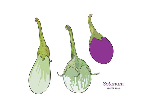 Solanum gilo, Scarlet eggplant, for sale, Stock Video