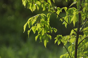 Fototapeta premium доска