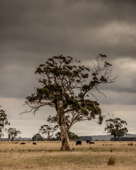 Farmland Tree