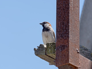beautiful Sparrow sits on the fence