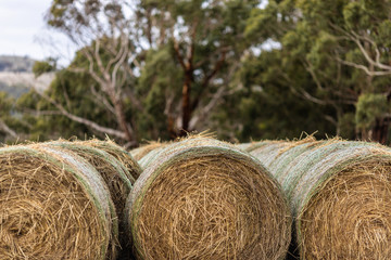 Hay Bail Row