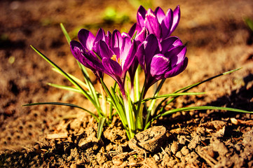 Obraz premium Cousteau small purple crocus flowers closeup with brown earth