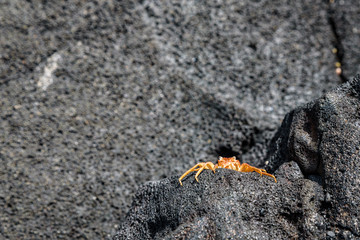 Ancient lava flow rock as a nature background, with texture and pattern and a tiny orange crab shell, Hawaii
