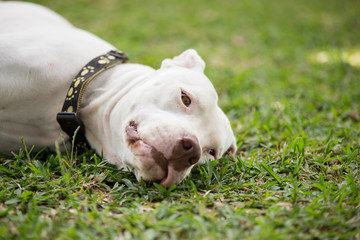 Obraz premium Dog Portrait