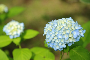紫陽花　アジサイ　あじさい