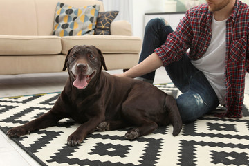 Adorable brown labrador retriever with owner at home