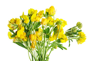 Summer June  forest uncultivated  yellow flowers with leaves.