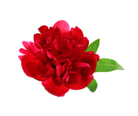 Beautiful blooming peony flower on white background