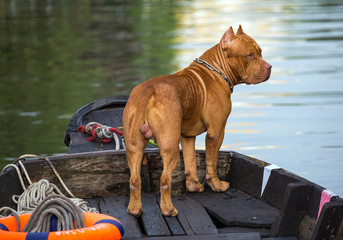 Pit Bull dog male standing on the ship. - obrazy, fototapety, plakaty
