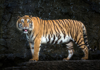 Fototapeta premium Young Sumatran tiger standing amidst nature.