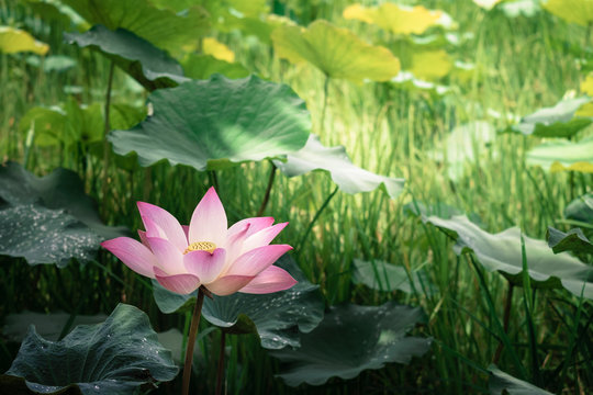 Blooming of lotus flower with the background of green leaves in the pond