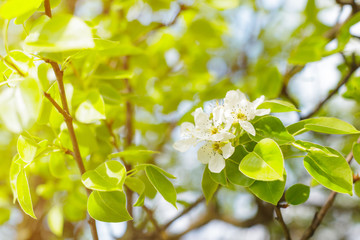 Cherry blossoms over blurred nature background