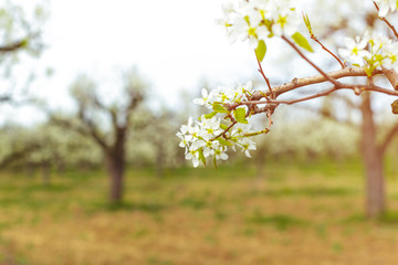 Cherry blossoms over blurred nature background