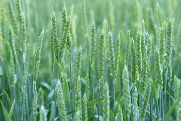 Wheat grows in the field. Green ear. Maturation of plants.