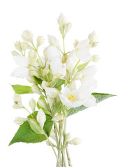  Jasmine twigs with  white  flowers
