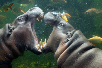 Pygmy hippos are playing in the water.