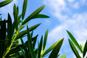 Fototapeta na wymiar fresh green Nerium oleander tree in nature garden