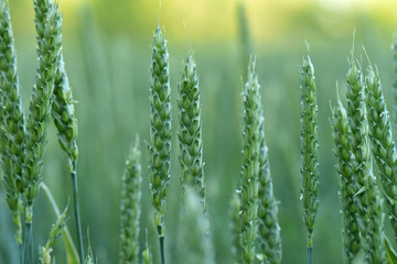 Wheat grows in the field. Green ear. Maturation of plants.