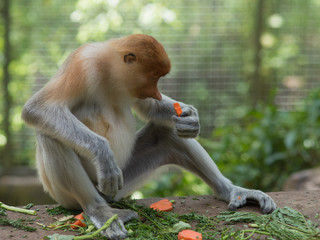 The proboscis monkey (Nasalis larvatus) or long-nosed monkey.