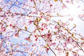創造の森の富士桜